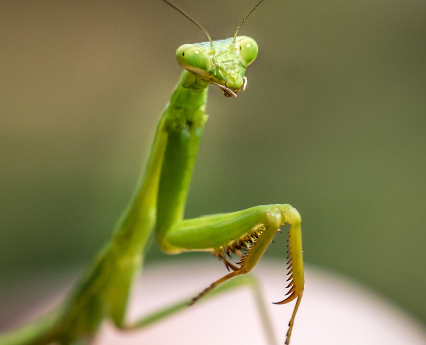 petshipping tiertransport teaser referenz mangaben green