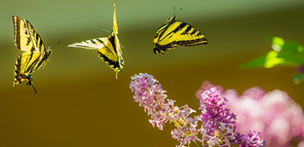 petshipping tiertransport teaser referenz schmetterlinge